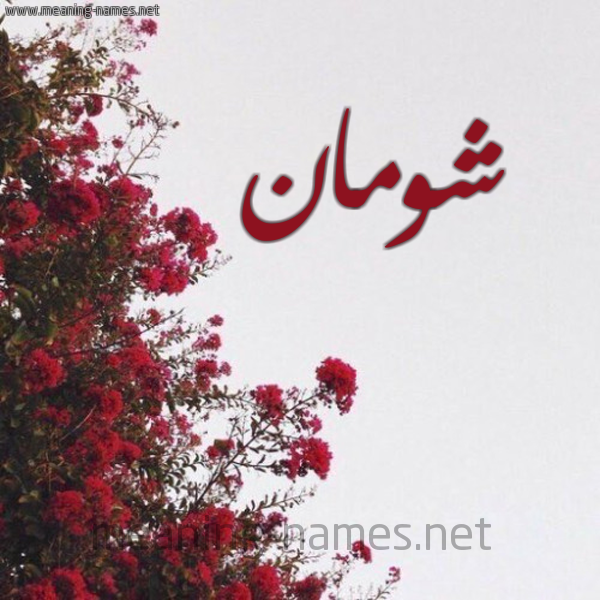 شكل 18 صوره الورد الأحمر للإسم بخط رقعة صورة اسم شومان Shuman