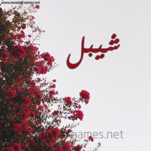 شكل 18 صوره الورد الأحمر للإسم بخط رقعة صورة اسم شيبل Shebl