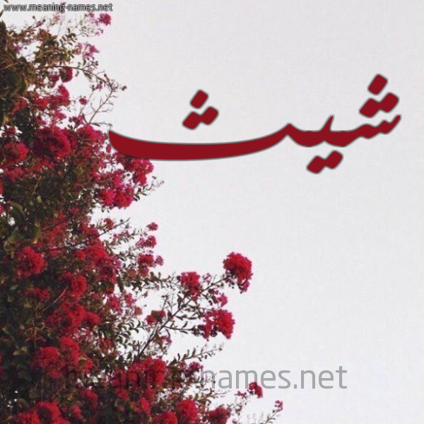 شكل 18 صوره الورد الأحمر للإسم بخط رقعة صورة اسم شيث Shith