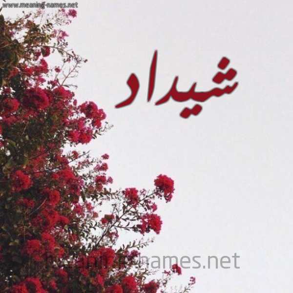 شكل 18 صوره الورد الأحمر للإسم بخط رقعة صورة اسم شيداد Shaddad