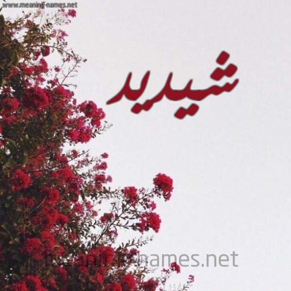 شكل 18 صوره الورد الأحمر للإسم بخط رقعة صورة اسم شيديد Shadid