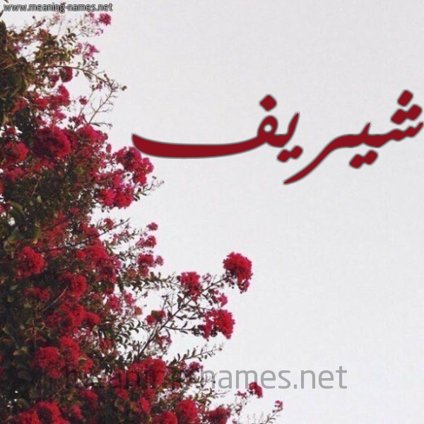 شكل 18 صوره الورد الأحمر للإسم بخط رقعة صورة اسم شيريف Sherif
