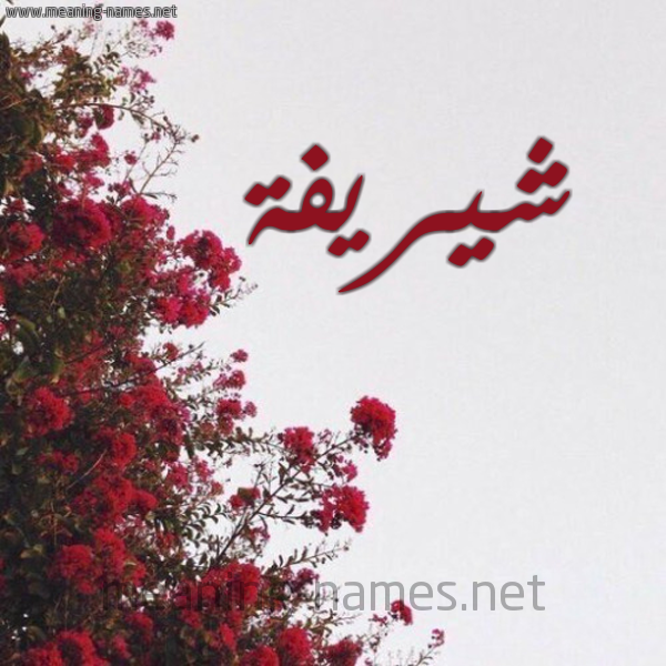 شكل 18 صوره الورد الأحمر للإسم بخط رقعة صورة اسم شيريفة Shareefa