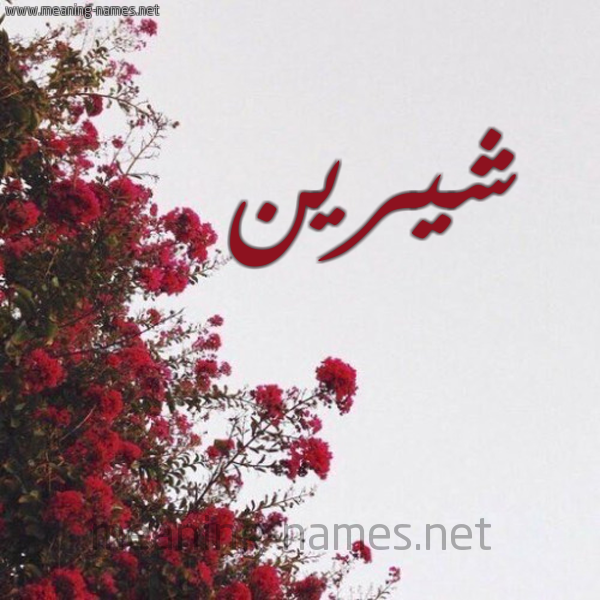 شكل 18 صوره الورد الأحمر للإسم بخط رقعة صورة اسم شيرين Shereen