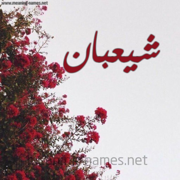 شكل 18 صوره الورد الأحمر للإسم بخط رقعة صورة اسم شيعبان Shaaban