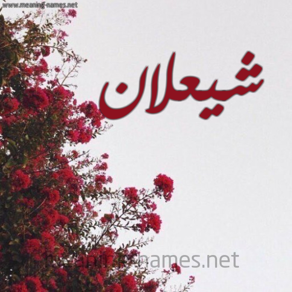 شكل 18 صوره الورد الأحمر للإسم بخط رقعة صورة اسم شيعلان Shaalan