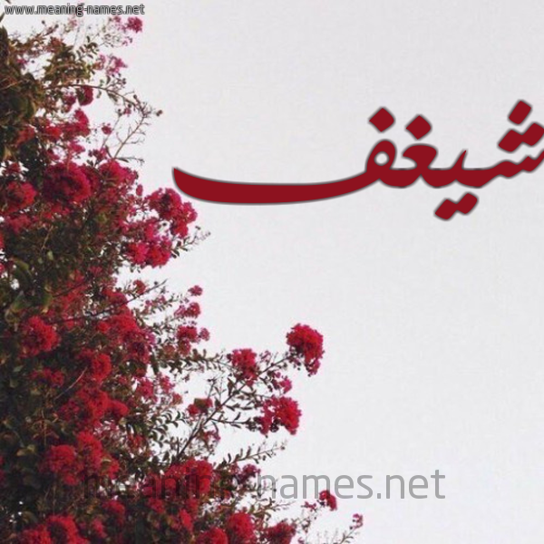شكل 18 صوره الورد الأحمر للإسم بخط رقعة صورة اسم شيغف Shaghaf