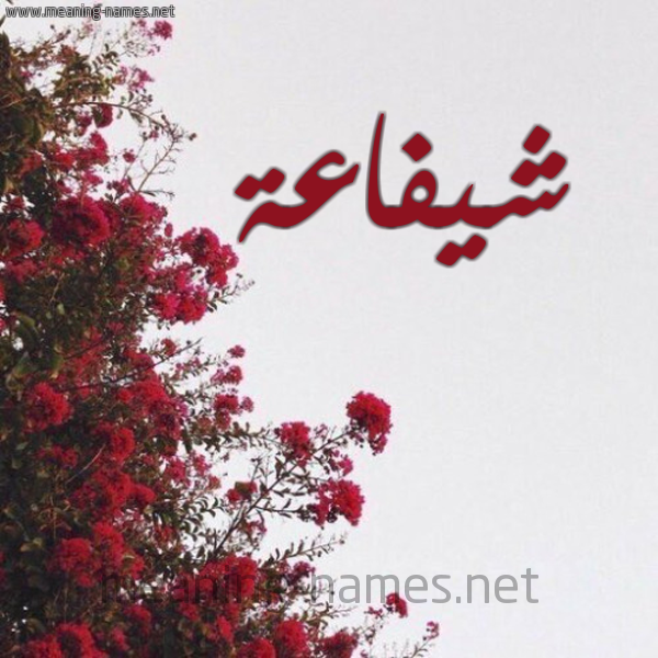 شكل 18 صوره الورد الأحمر للإسم بخط رقعة صورة اسم شيفاعة Shafaah