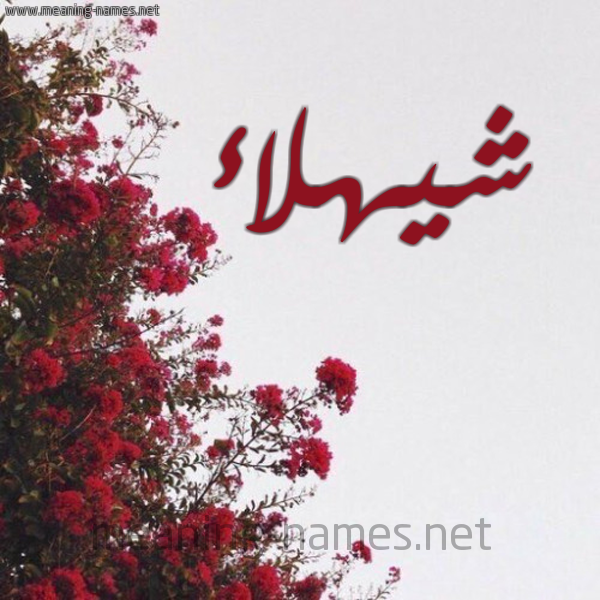 شكل 18 صوره الورد الأحمر للإسم بخط رقعة صورة اسم شيهلاء Shahla