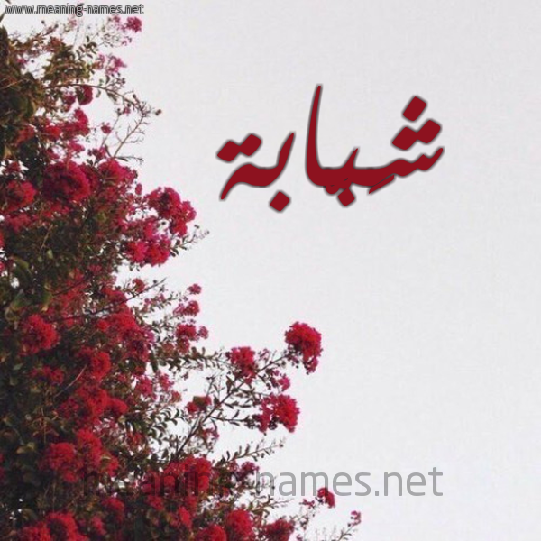 شكل 18 صوره الورد الأحمر للإسم بخط رقعة صورة اسم شَبّابة SHABABH