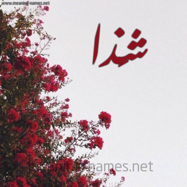 شكل 18 صوره الورد الأحمر للإسم بخط رقعة صورة اسم شَذا SHAZA