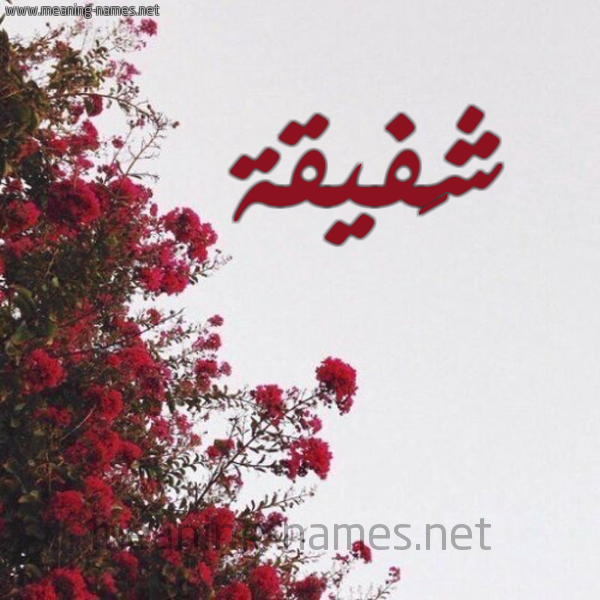 شكل 18 صوره الورد الأحمر للإسم بخط رقعة صورة اسم شَفيقة SHAFIQH