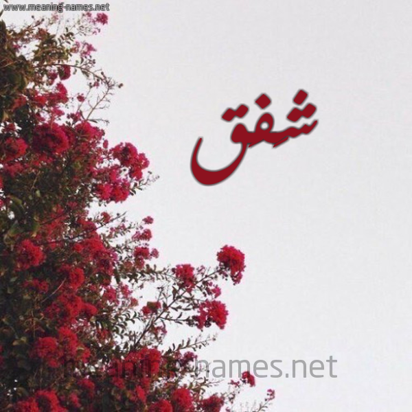 شكل 18 صوره الورد الأحمر للإسم بخط رقعة صورة اسم شَفَق SHAFAQ