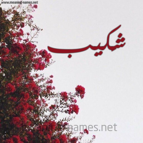 شكل 18 صوره الورد الأحمر للإسم بخط رقعة صورة اسم شَكيب SHAKIB