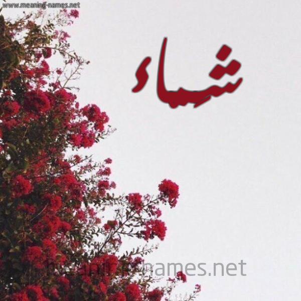 شكل 18 صوره الورد الأحمر للإسم بخط رقعة صورة اسم شَمّاء SHAMAA