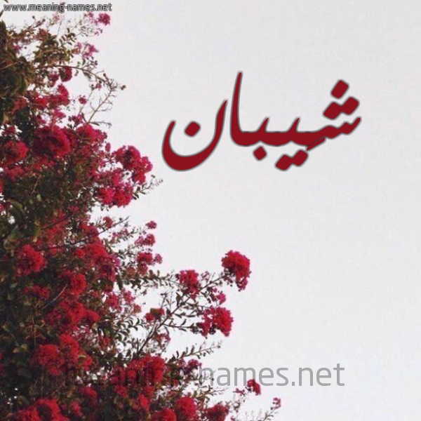 شكل 18 صوره الورد الأحمر للإسم بخط رقعة صورة اسم شَيبان SHAIBAN