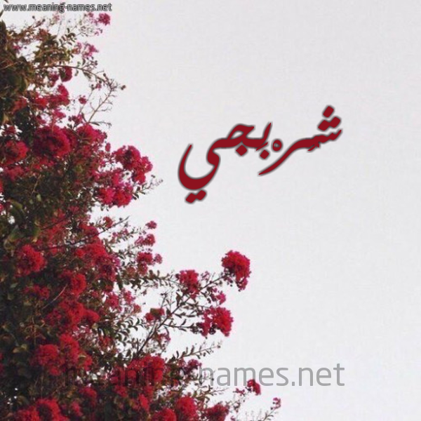 شكل 18 صوره الورد الأحمر للإسم بخط رقعة صورة اسم شُرْبَجي SHORBAGI