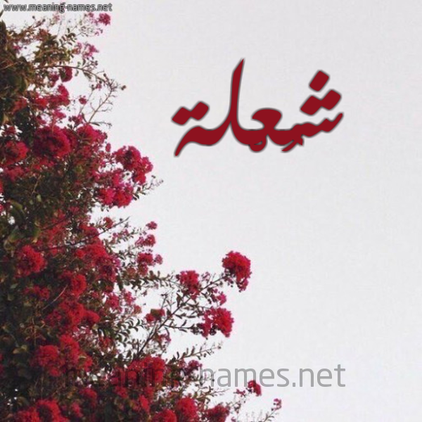 شكل 18 صوره الورد الأحمر للإسم بخط رقعة صورة اسم شُعْلة SHOALH