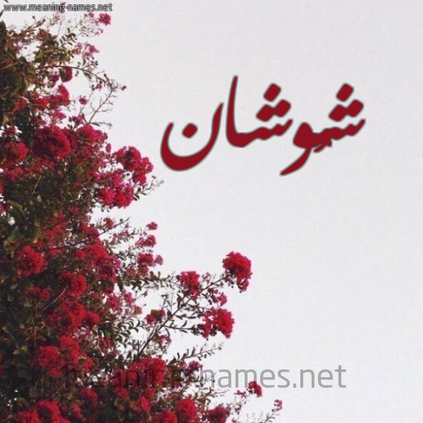 شكل 18 صوره الورد الأحمر للإسم بخط رقعة صورة اسم شُوشان SHOOSHAN