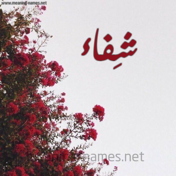 شكل 18 صوره الورد الأحمر للإسم بخط رقعة صورة اسم شِفاء Shefaa
