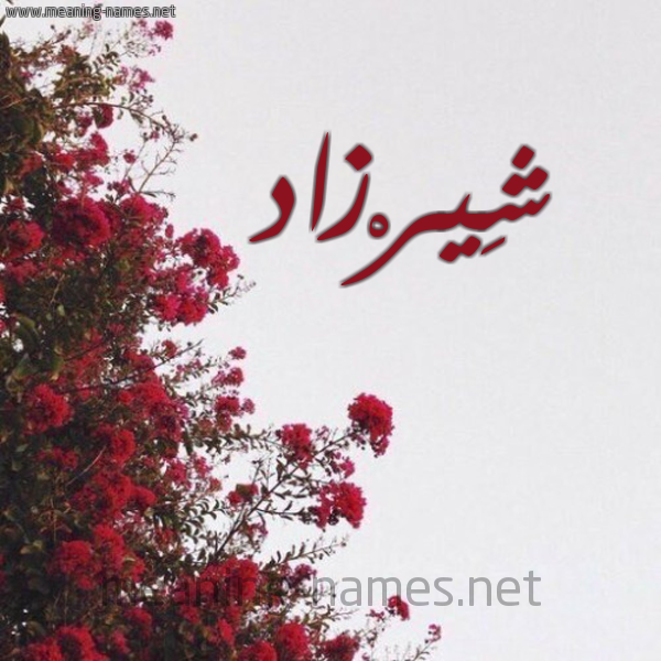 شكل 18 صوره الورد الأحمر للإسم بخط رقعة صورة اسم شِيرْزاد SHEIRZAD