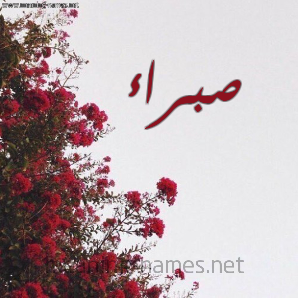 شكل 18 صوره الورد الأحمر للإسم بخط رقعة صورة اسم صبراء Sbra'a
