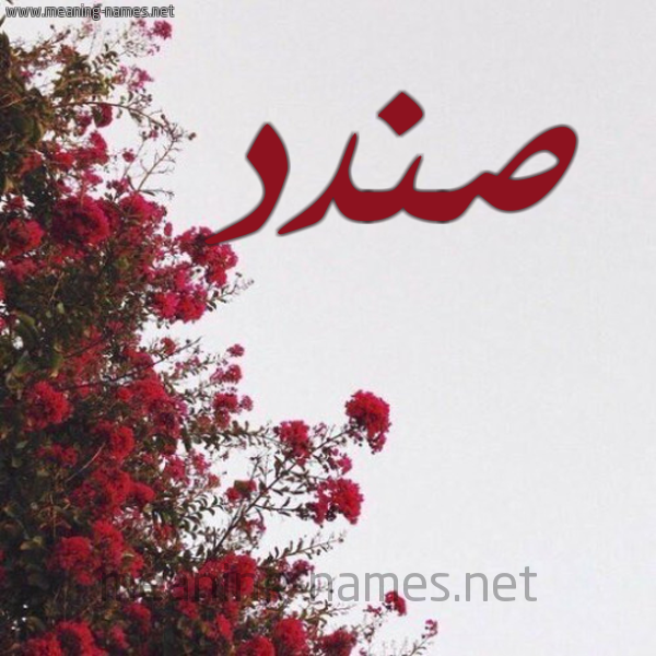 شكل 18 صوره الورد الأحمر للإسم بخط رقعة صورة اسم صندد Sndd