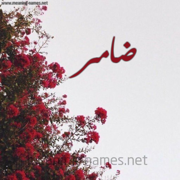 شكل 18 صوره الورد الأحمر للإسم بخط رقعة صورة اسم ضامر Damr