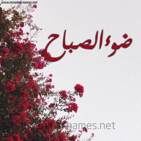 شكل 18 صوره الورد الأحمر للإسم بخط رقعة صورة اسم ضوءالصباح Dw'aalsbah