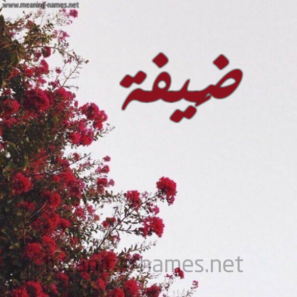 شكل 18 صوره الورد الأحمر للإسم بخط رقعة صورة اسم ضَيفة DAIFH