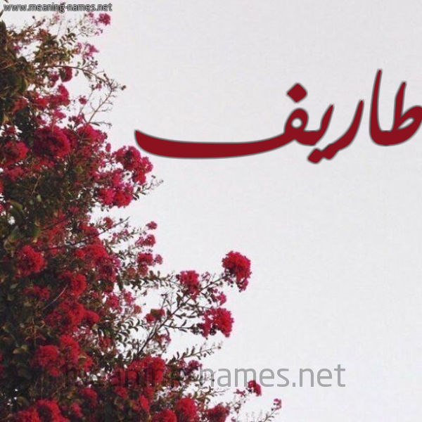 شكل 18 صوره الورد الأحمر للإسم بخط رقعة صورة اسم طاريف Tarif