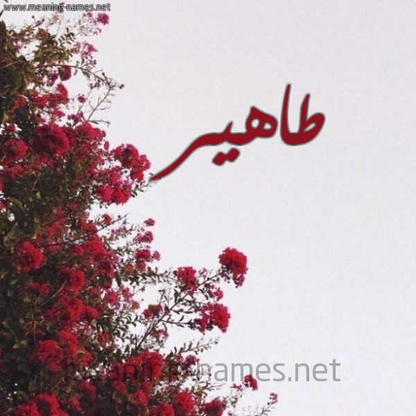 شكل 18 صوره الورد الأحمر للإسم بخط رقعة صورة اسم طاهير Taher