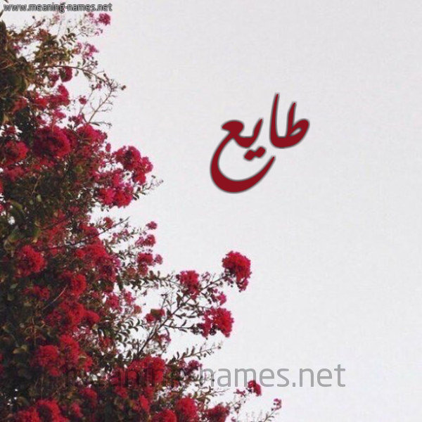 شكل 18 صوره الورد الأحمر للإسم بخط رقعة صورة اسم طايع TAIA