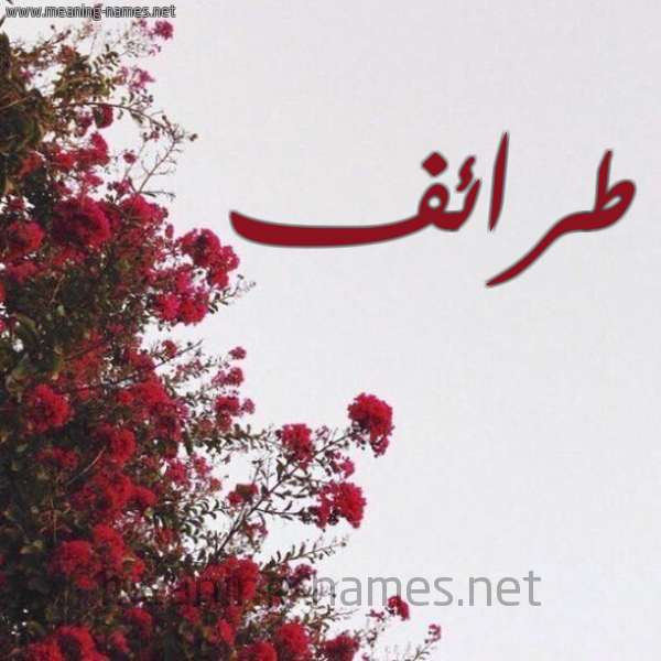 شكل 18 صوره الورد الأحمر للإسم بخط رقعة صورة اسم طرائف Tra'if