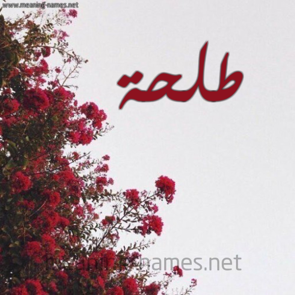 شكل 18 صوره الورد الأحمر للإسم بخط رقعة صورة اسم طلحة Talha