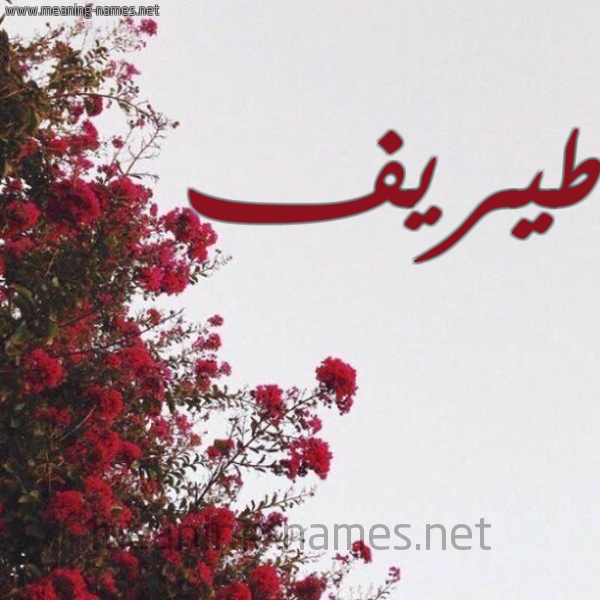 شكل 18 صوره الورد الأحمر للإسم بخط رقعة صورة اسم طيريف Tarif