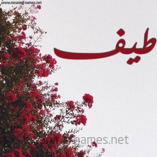شكل 18 صوره الورد الأحمر للإسم بخط رقعة صورة اسم طيف Tayf