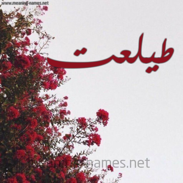 شكل 18 صوره الورد الأحمر للإسم بخط رقعة صورة اسم طيلعت Talat