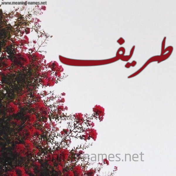 شكل 18 صوره الورد الأحمر للإسم بخط رقعة صورة اسم طَريف TARIF