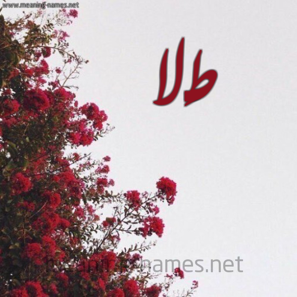 شكل 18 صوره الورد الأحمر للإسم بخط رقعة صورة اسم طَلا TALA