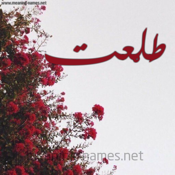 شكل 18 صوره الورد الأحمر للإسم بخط رقعة صورة اسم طَلْعت TALAT
