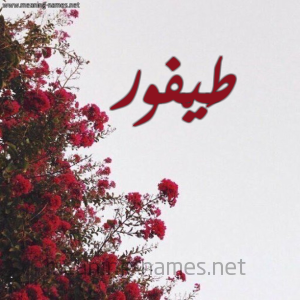 شكل 18 صوره الورد الأحمر للإسم بخط رقعة صورة اسم طَيْفور TAIFOR