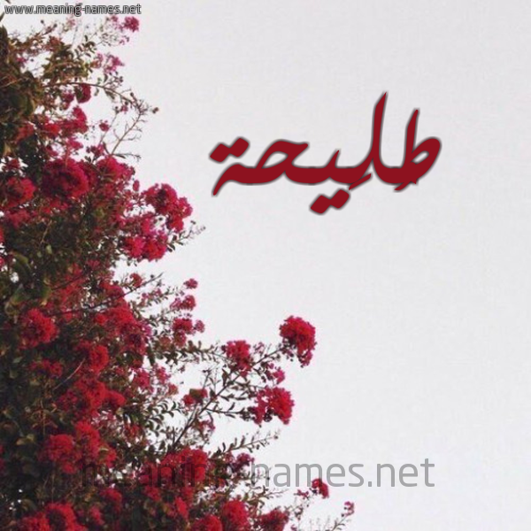 شكل 18 صوره الورد الأحمر للإسم بخط رقعة صورة اسم طُلَيحة TOLAIHH