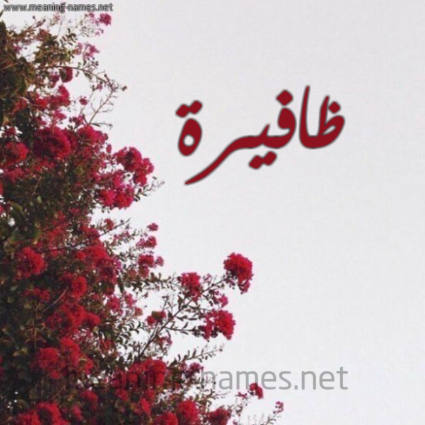 شكل 18 صوره الورد الأحمر للإسم بخط رقعة صورة اسم ظافيرة Zafera