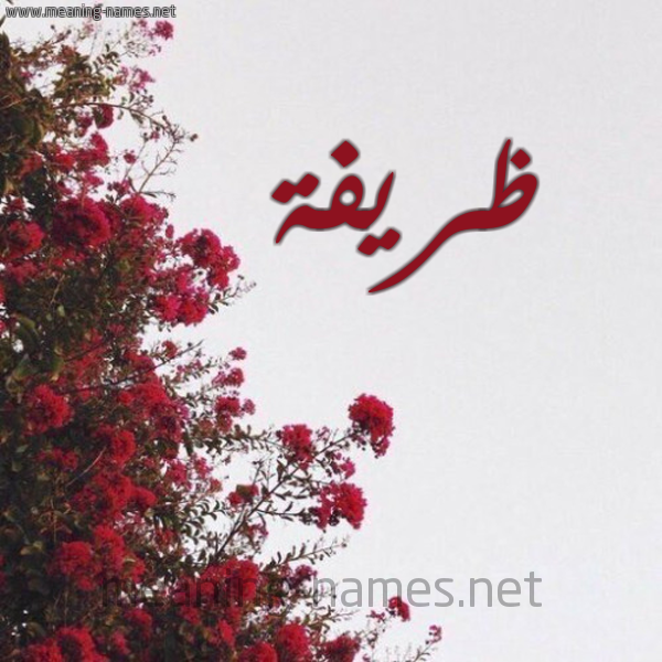 شكل 18 صوره الورد الأحمر للإسم بخط رقعة صورة اسم ظريفة Zryfh