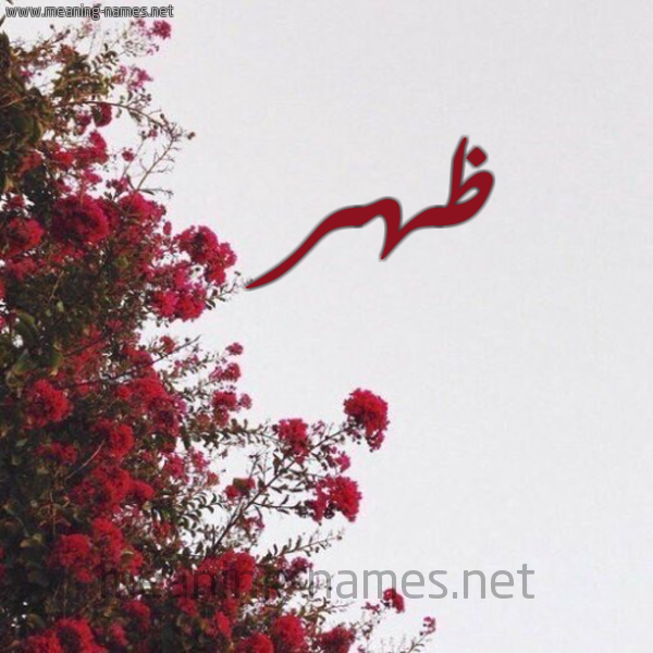 شكل 18 صوره الورد الأحمر للإسم بخط رقعة صورة اسم ظهر Zhr