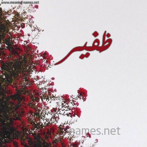 شكل 18 صوره الورد الأحمر للإسم بخط رقعة صورة اسم ظَفير ZAFIR