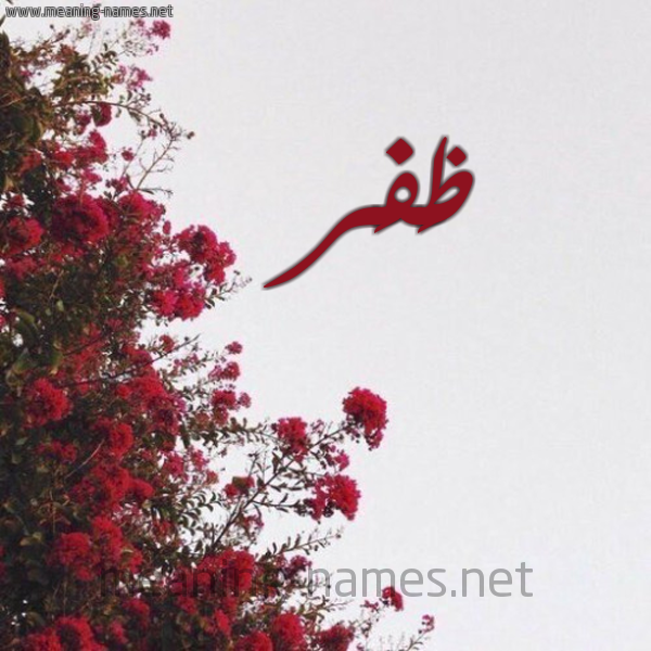 شكل 18 صوره الورد الأحمر للإسم بخط رقعة صورة اسم ظَفَر ZAFAR