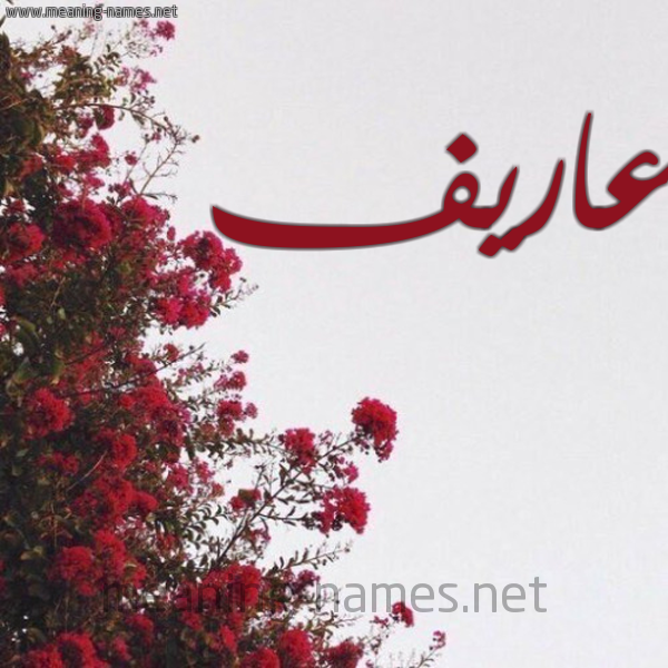 شكل 18 صوره الورد الأحمر للإسم بخط رقعة صورة اسم عاريف Arif