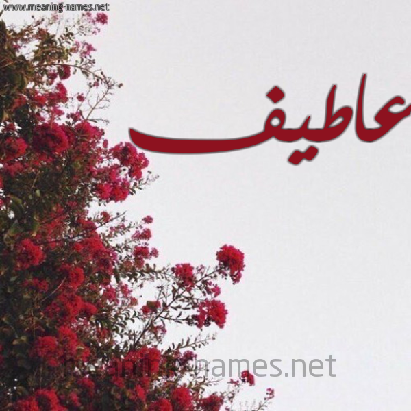 شكل 18 صوره الورد الأحمر للإسم بخط رقعة صورة اسم عاطيف Atif